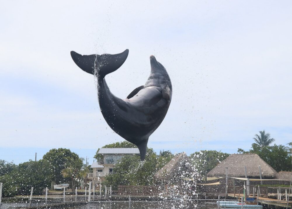 A dolphin leaping