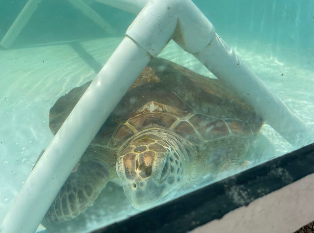 A sea turtle up close