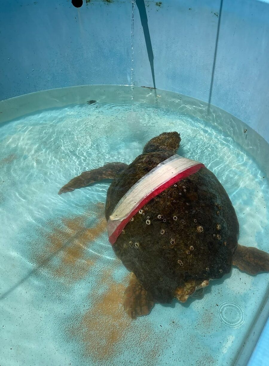 One of the patients, getting better before going home to the sea.
